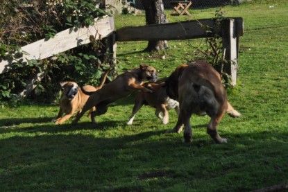 Continental Bulldogs Seeblickbulls Bilderalbum im Garten am 19. Oktober 2011