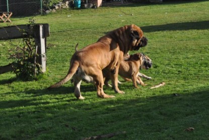 Continental Bulldogs Seeblickbulls Bilderalbum im Garten am 19. Oktober 2011