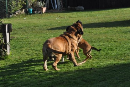 Continental Bulldogs Seeblickbulls Bilderalbum im Garten am 19. Oktober 2011