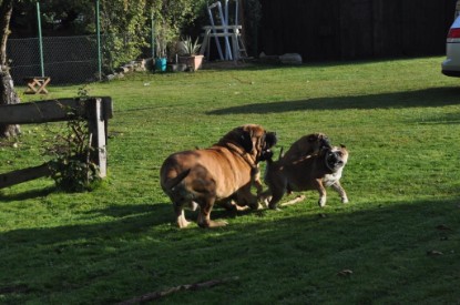 Continental Bulldogs Seeblickbulls Bilderalbum im Garten am 19. Oktober 2011