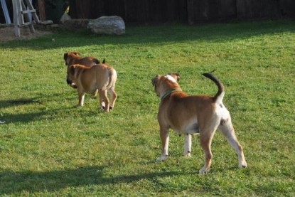 Continental Bulldogs Seeblickbulls Bilderalbum im Garten am 19. Oktober 2011