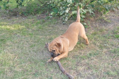 Continental Bulldogs Seeblickbulls Bilderalbum im Garten am 19. Oktober 2011