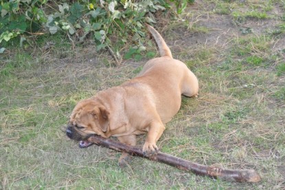 Continental Bulldogs Seeblickbulls Bilderalbum im Garten am 19. Oktober 2011