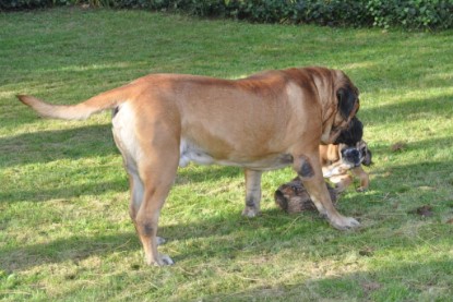 Continental Bulldogs Seeblickbulls Bilderalbum im Garten am 19. Oktober 2011