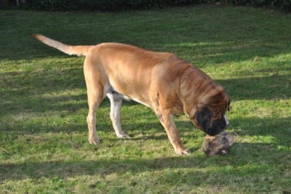 Continental Bulldogs Seeblickbulls Bilderalbum im Garten am 19. Oktober 2011