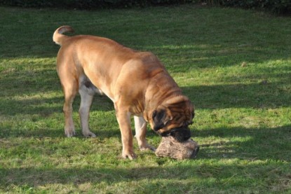 Continental Bulldogs Seeblickbulls Bilderalbum im Garten am 19. Oktober 2011