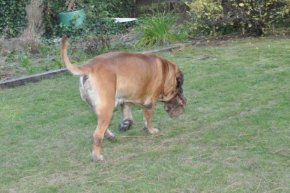 Continental Bulldogs Seeblickbulls Bilderalbum im Garten am 19. Oktober 2011