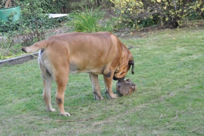 Continental Bulldogs Seeblickbulls Bilderalbum im Garten am 19. Oktober 2011