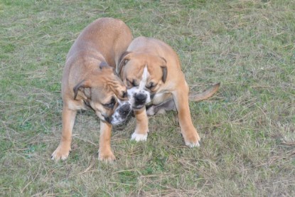 Continental Bulldogs Seeblickbulls Bilderalbum im Garten am 19. Oktober 2011