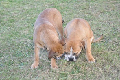 Continental Bulldogs Seeblickbulls Bilderalbum im Garten am 19. Oktober 2011