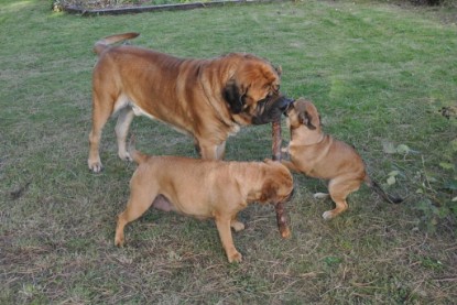 Continental Bulldogs Seeblickbulls Bilderalbum im Garten am 19. Oktober 2011