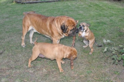 Continental Bulldogs Seeblickbulls Bilderalbum im Garten am 19. Oktober 2011