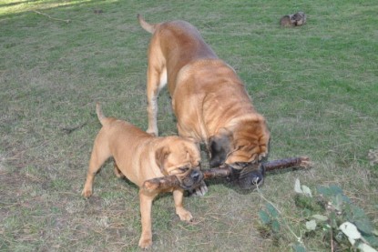 Continental Bulldogs Seeblickbulls Bilderalbum im Garten am 19. Oktober 2011