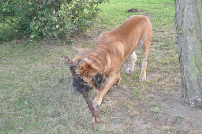 Continental Bulldogs Seeblickbulls Bilderalbum im Garten am 19. Oktober 2011