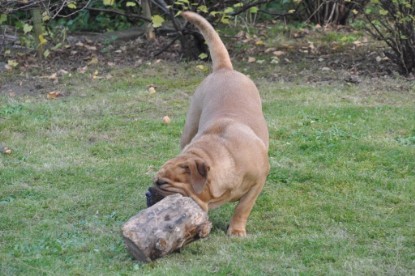 Continental Bulldogs Seeblickbulls Bilderalbum im Garten am 19. Oktober 2011