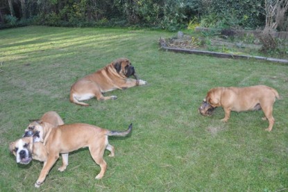 Continental Bulldogs Seeblickbulls Bilderalbum im Garten am 19. Oktober 2011