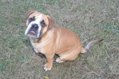 Continental Bulldogs Seeblickbulls Bilderalbum im Garten am 19. Oktober 2011