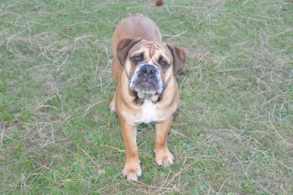 Continental Bulldogs Seeblickbulls Bilderalbum im Garten am 19. Oktober 2011