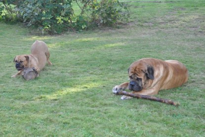 Continental Bulldogs Seeblickbulls Bilderalbum im Garten am 19. Oktober 2011