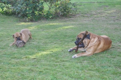 Continental Bulldogs Seeblickbulls Bilderalbum im Garten am 19. Oktober 2011