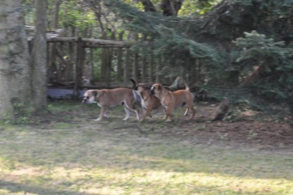 Continental Bulldogs Seeblickbulls Bilderalbum im Garten am 19. Oktober 2011