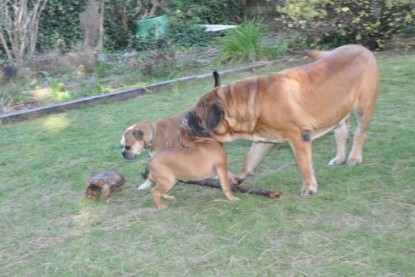 Continental Bulldogs Seeblickbulls Bilderalbum im Garten am 19. Oktober 2011