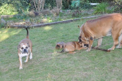 Continental Bulldogs Seeblickbulls Bilderalbum im Garten am 19. Oktober 2011