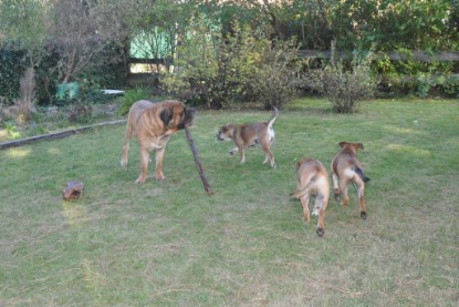 Continental Bulldogs Seeblickbulls Bilderalbum im Garten am 19. Oktober 2011