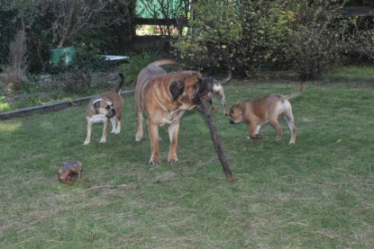 Continental Bulldogs Seeblickbulls Bilderalbum im Garten am 19. Oktober 2011