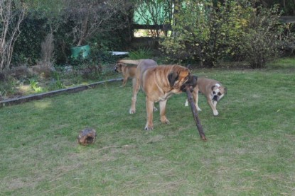 Continental Bulldogs Seeblickbulls Bilderalbum im Garten am 19. Oktober 2011