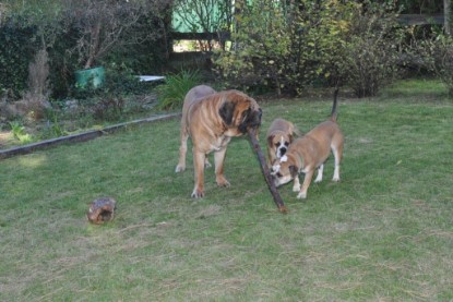 Continental Bulldogs Seeblickbulls Bilderalbum im Garten am 19. Oktober 2011