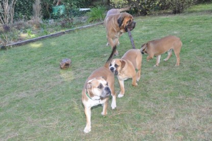 Continental Bulldogs Seeblickbulls Bilderalbum im Garten am 19. Oktober 2011