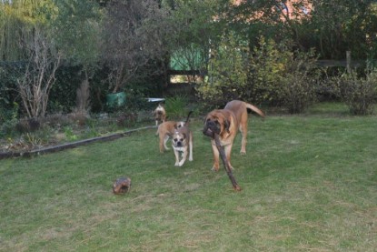 Continental Bulldogs Seeblickbulls Bilderalbum im Garten am 19. Oktober 2011