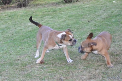 Continental Bulldogs Seeblickbulls Bilderalbum im Garten am 19. Oktober 2011