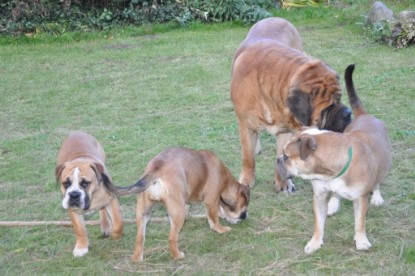 Continental Bulldogs Seeblickbulls Bilderalbum im Garten am 19. Oktober 2011