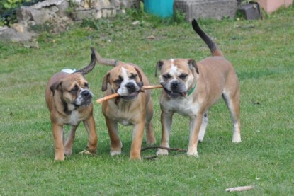 Continental Bulldogs Seeblickbulls Bilderalbum im Garten am 19. Oktober 2011