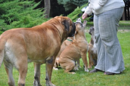 Continental Bulldogs Seeblickbulls Bilderalbum im Garten am 19. Oktober 2011