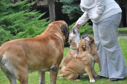 Continental Bulldogs Seeblickbulls Bilderalbum im Garten am 19. Oktober 2011