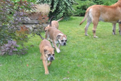 Continental Bulldogs Seeblickbulls Bilderalbum im Garten am 19. Oktober 2011