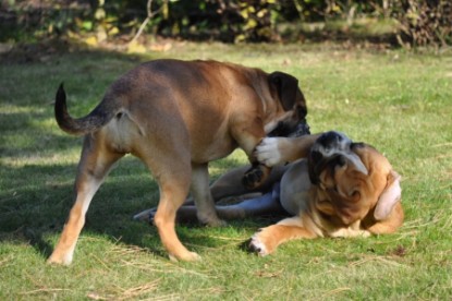 Continental Bulldogs Seeblickbulls Bilderalbum - Herbst 2011