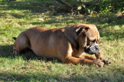 Continental Bulldogs Seeblickbulls Bilderalbum - Herbst 2011