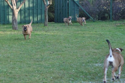 Continental Bulldogs Seeblickbulls Bilderalbum im Garten am 12. und 13. November 2011