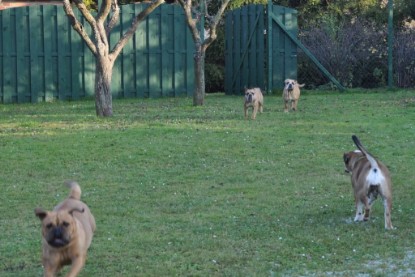 Continental Bulldogs Seeblickbulls Bilderalbum im Garten am 12. und 13. November 2011