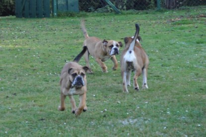 Continental Bulldogs Seeblickbulls Bilderalbum im Garten am 12. und 13. November 2011