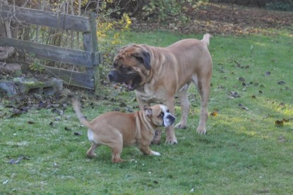 Continental Bulldogs Seeblickbulls Bilderalbum im Garten am 12. und 13. November 2011