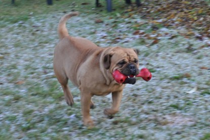 Continental Bulldogs Seeblickbulls Bilderalbum im Garten am 12. und 13. November 2011