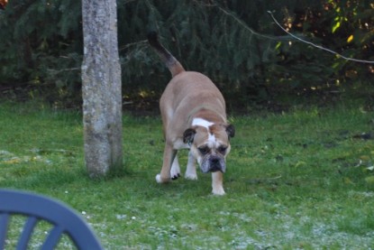 Continental Bulldogs Seeblickbulls Bilderalbum im Garten am 12. und 13. November 2011