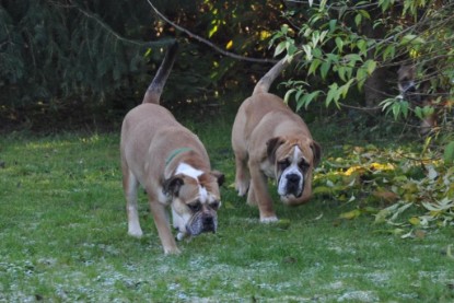 Continental Bulldogs Seeblickbulls Bilderalbum im Garten am 12. und 13. November 2011