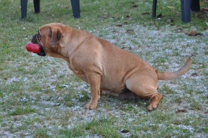 Continental Bulldogs Seeblickbulls Bilderalbum im Garten am 12. und 13. November 2011