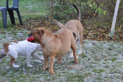 Continental Bulldogs Seeblickbulls Bilderalbum im Garten am 12. und 13. November 2011